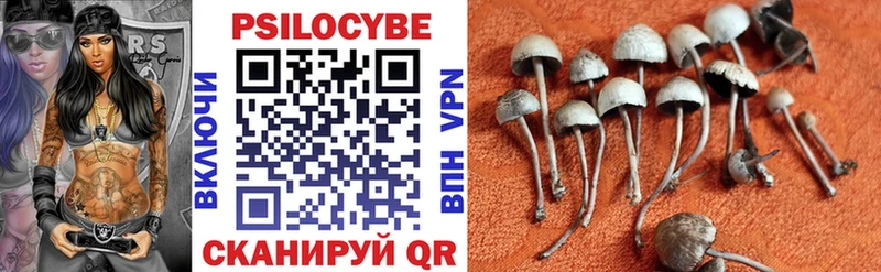 omg   купить наркотик  Сураж  Галлюциногенные грибы Psilocybine cubensis 